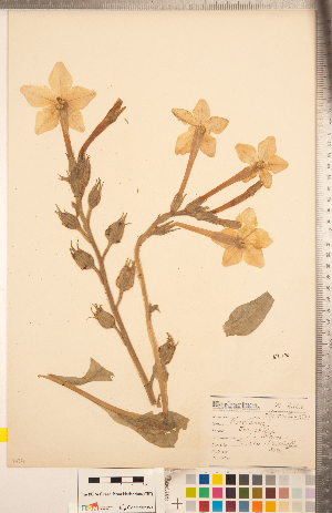  (Nicotiana longiflora - CCDB-20336-B12)  @11 [ ] Copyright (2015) Deb Metsger Royal Ontario Museum