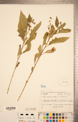  (Solanum carolinense - CCDB-20338-G01)  @11 [ ] Copyright (2015) Deb Metsger Royal Ontario Museum