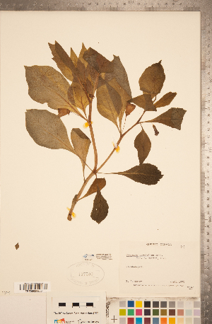  (Scopolia carniolica - CCDB-20338-A01)  @11 [ ] Copyright (2015) Deb Metsger Royal Ontario Museum