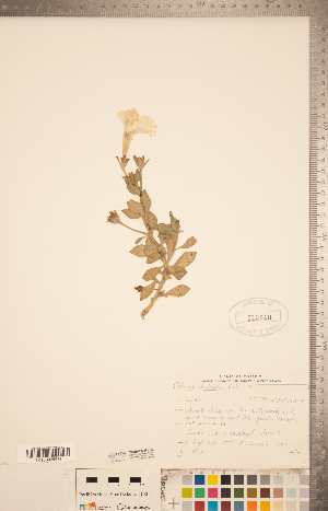  (Petunia x atkinsiana - CCDB-20338-H02)  @11 [ ] Copyright (2015) Deb Metsger Royal Ontario Museum