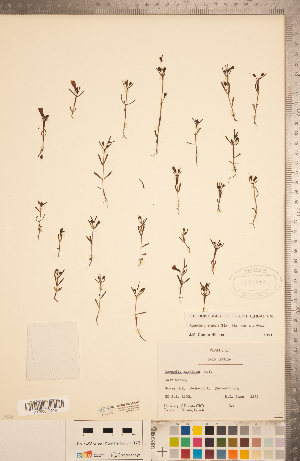  (Agalinis maritima var. maritima - CCDB-20338-C05)  @11 [ ] Copyright (2015) Deb Metsger Royal Ontario Museum