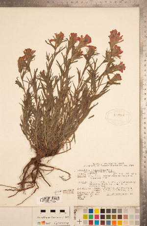  (Castilleja parviflora - CCDB-20338-A06)  @11 [ ] Copyright (2015) Deb Metsger Royal Ontario Museum