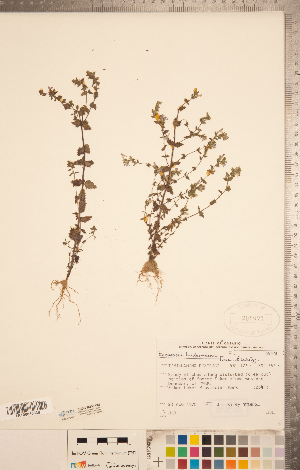  ( - CCDB-20338-D08)  @11 [ ] Copyright (2015) Deb Metsger Royal Ontario Museum