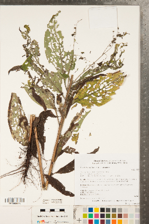  ( - CCDB-23324-B09)  @11 [ ] Copyright (2015) Deb Metsger Royal Ontario Museum