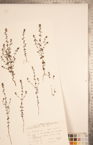  ( - CCDB-20338-A08)  @11 [ ] Copyright (2015) Deb Metsger Royal Ontario Museum