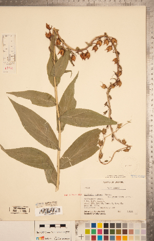  (Digitalis grandiflora - CCDB-20338-B09)  @11 [ ] Copyright (2015) Deb Metsger Royal Ontario Museum
