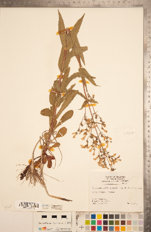  (Penstemon pallidus - CCDB-20338-F10)  @11 [ ] Copyright (2015) Deb Metsger Royal Ontario Museum