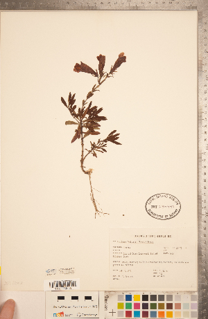  (Penstemon fruticosus - CCDB-20338-C10)  @11 [ ] Copyright (2015) Deb Metsger Royal Ontario Museum