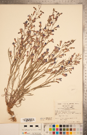  (Penstemon cusickii - CCDB-20338-A10)  @11 [ ] Copyright (2015) Deb Metsger Royal Ontario Museum