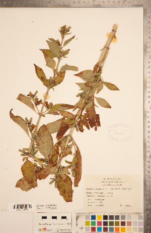  (Mimulus alatus - CCDB-20338-E11)  @11 [ ] Copyright (2015) Deb Metsger Royal Ontario Museum