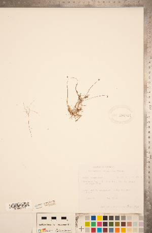  (Utricularia resupinata - CCDB-20339-D02)  @11 [ ] Copyright (2015) Deb Metsger Royal Ontario Museum