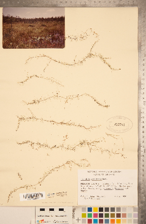  (Utricularia geminiscapa - CCDB-20339-D04)  @11 [ ] Copyright (2015) Deb Metsger Royal Ontario Museum