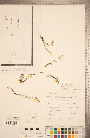  ( - CCDB-20339-H05)  @11 [ ] Copyright (2015) Deb Metsger Royal Ontario Museum