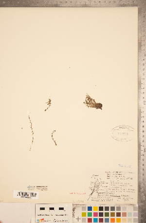  ( - CCDB-20339-C05)  @11 [ ] Copyright (2015) Deb Metsger Royal Ontario Museum