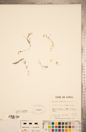  ( - CCDB-20339-B05)  @11 [ ] Copyright (2015) Deb Metsger Royal Ontario Museum