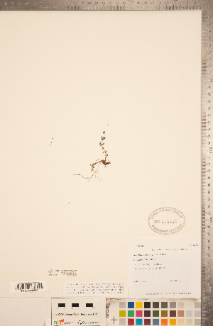  (Galium brandegei - CCDB-20339-H07)  @11 [ ] Copyright (2015) Deb Metsger Royal Ontario Museum