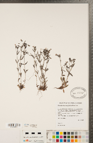  (Houstonia longifolia - CCDB-20339-E08)  @11 [ ] Copyright (2015) Deb Metsger Royal Ontario Museum