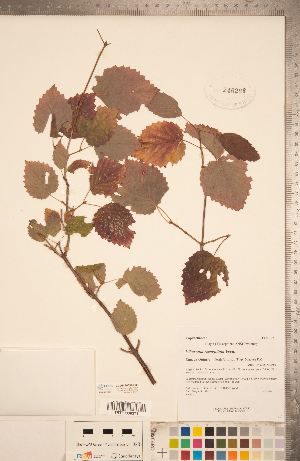  ( - CCDB-20339-H09)  @11 [ ] Copyright (2015) Deb Metsger Royal Ontario Museum