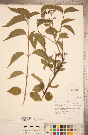  ( - CCDB-20339-G09)  @11 [ ] Copyright (2015) Deb Metsger Royal Ontario Museum