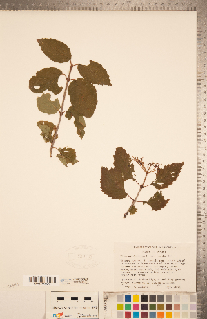  ( - CCDB-20339-F09)  @11 [ ] Copyright (2015) Deb Metsger Royal Ontario Museum