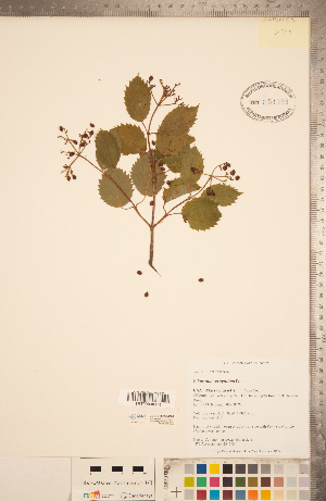  ( - CCDB-20339-C09)  @11 [ ] Copyright (2015) Deb Metsger Royal Ontario Museum