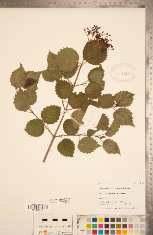  ( - CCDB-20339-D09)  @11 [ ] Copyright (2015) Deb Metsger Royal Ontario Museum