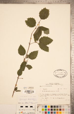  (Viburnum recognitum - CCDB-20339-E09)  @11 [ ] Copyright (2015) Deb Metsger Royal Ontario Museum