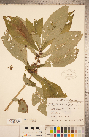  (Triosteum aurantiacum var. aurantiacum - CCDB-20339-H10)  @11 [ ] Copyright (2015) Deb Metsger Royal Ontario Museum