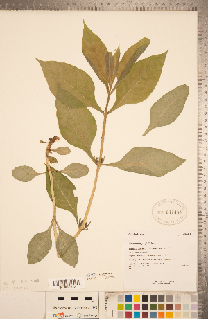 (Triosteum perfoliatum - CCDB-20339-D10)  @11 [ ] Copyright (2015) Deb Metsger Royal Ontario Museum