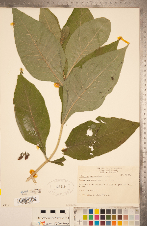  (Triosteum aurantiacum - CCDB-20339-C10)  @11 [ ] Copyright (2015) Deb Metsger Royal Ontario Museum