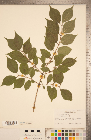  (Lonicera - CCDB-22993-F01)  @11 [ ] Copyright (2015) Deb Metsger Royal Ontario Museum