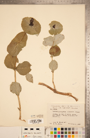  (Lonicera reticulata - CCDB-22993-E01)  @11 [ ] Copyright (2015) Deb Metsger Royal Ontario Museum