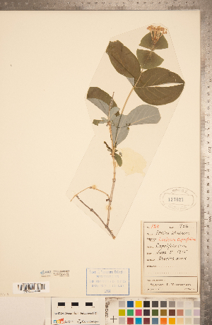  (Lonicera caprifolium - CCDB-22993-D01)  @11 [ ] Copyright (2015) Deb Metsger Royal Ontario Museum