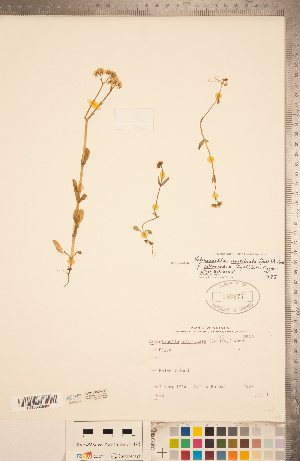  (Valerianella umbilicata - CCDB-22993-B01)  @11 [ ] Copyright (2015) Deb Metsger Royal Ontario Museum