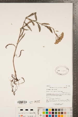 (Achillea lanulosa - CCDB-22993-F04)  @11 [ ] Copyright (2015) Deb Metsger Royal Ontario Museum