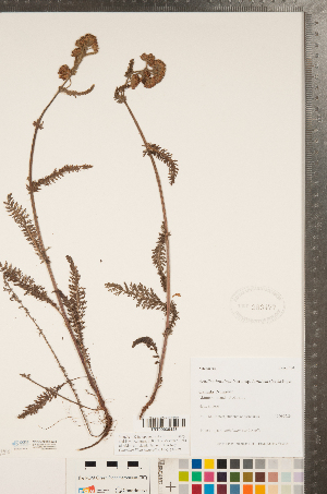  (Achillea lanulosa var. lanulosa - CCDB-22993-A04)  @11 [ ] Copyright (2015) Deb Metsger Royal Ontario Museum