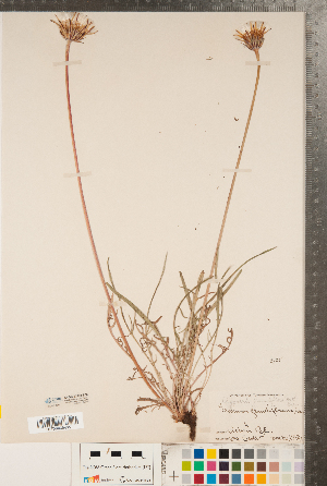  (Agoseris grandiflora - CCDB-22993-E06)  @11 [ ] Copyright (2015) Deb Metsger Royal Ontario Museum