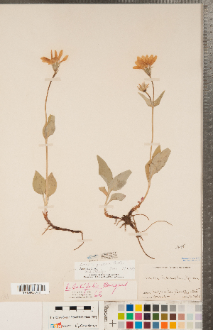  (Arnica gracilis - CCDB-22993-H11)  @11 [ ] Copyright (2015) Deb Metsger Royal Ontario Museum