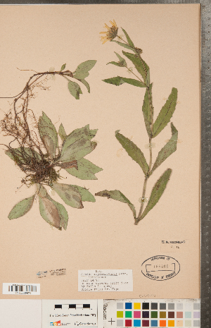  (Arnica lanceolata subsp. prima - CCDB-22993-D11)  @11 [ ] Copyright (2015) Deb Metsger Royal Ontario Museum