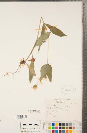  (Arnica mollis - CCDB-22993-B12)  @11 [ ] Copyright (2015) Deb Metsger Royal Ontario Museum