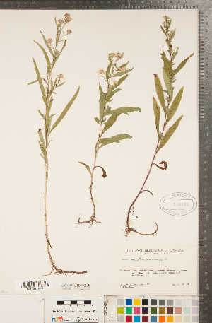  (Symphyotrichum tradescantii - CCDB-22989-F09)  @11 [ ] Copyright (2015) Deb Metsger Royal Ontario Museum