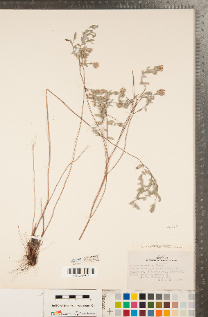  (Symphyotrichum sericeum - CCDB-22989-A10)  @11 [ ] Copyright (2015) Deb Metsger Royal Ontario Museum