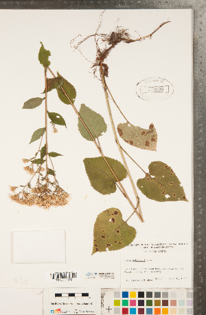  (Eurybia schreberi - CCDB-22989-H11)  @11 [ ] Copyright (2015) Deb Metsger Royal Ontario Museum