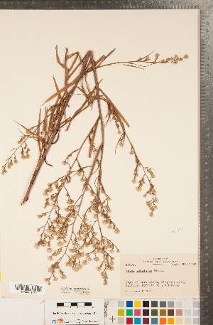  (Symphyotrichum subulatum var. subulatum - CCDB-22989-E11)  @11 [ ] Copyright (2015) Deb Metsger Royal Ontario Museum