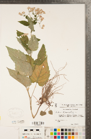  (Eurybia divaricata - CCDB-22989-D12)  @11 [ ] Copyright (2015) Deb Metsger Royal Ontario Museum
