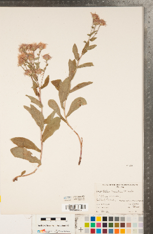  (Eurybia merita - CCDB-22990-H01)  @11 [ ] Copyright (2015) Deb Metsger Royal Ontario Museum