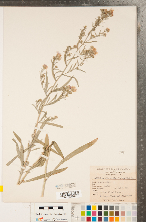  (Symphyotrichum spathulatum var. spathulatum - CCDB-22990-A01)  @11 [ ] Copyright (2015) Deb Metsger Royal Ontario Museum