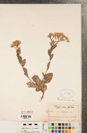  (Eurybia radulina - CCDB-22990-H02)  @11 [ ] Copyright (2015) Deb Metsger Royal Ontario Museum