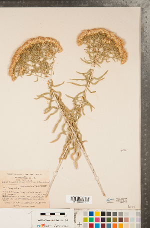  (Chrysothamnus viscidiflorus subsp. lanceolatus - CCDB-22990-C03)  @11 [ ] Copyright (2015) Deb Metsger Royal Ontario Museum