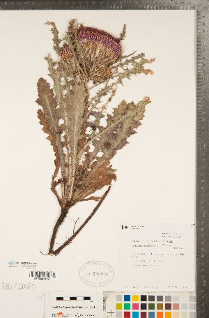  ( - CCDB-22990-H05)  @11 [ ] Copyright (2015) Deb Metsger Royal Ontario Museum